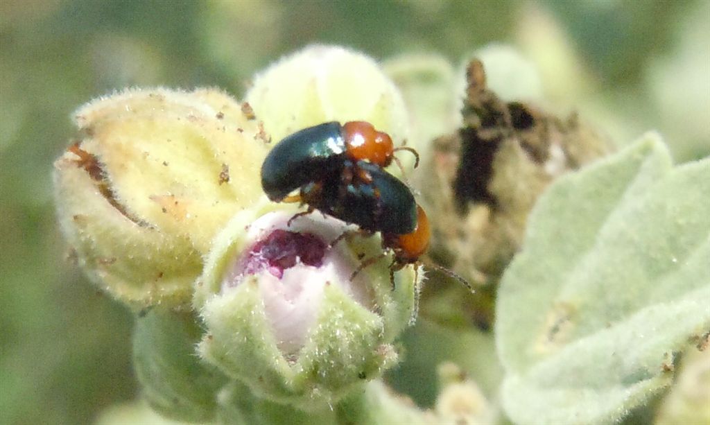 Coppietta su Malvacea: Podagrica sp.